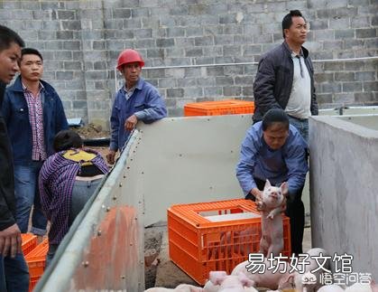 近期的生猪价格如何？对于养殖户有哪些影响？