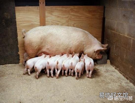 近期的生猪价格如何？对于养殖户有哪些影响？