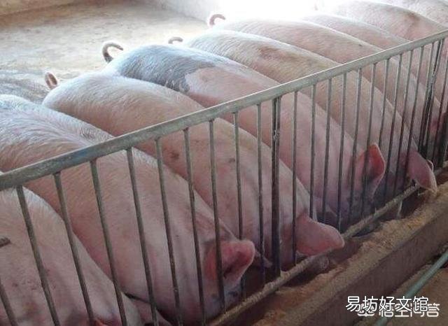 秋季温度不稳定，养猪户该如何应对？