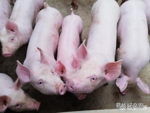 猪体温39.5度,而且不进食,应该怎么办?