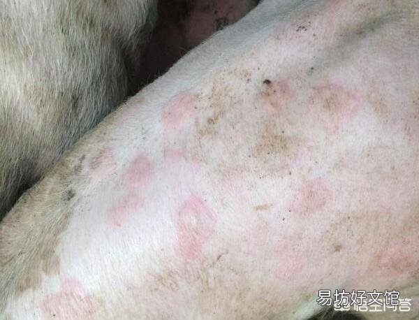 猪丹毒有哪些临床表现?怎样防治?