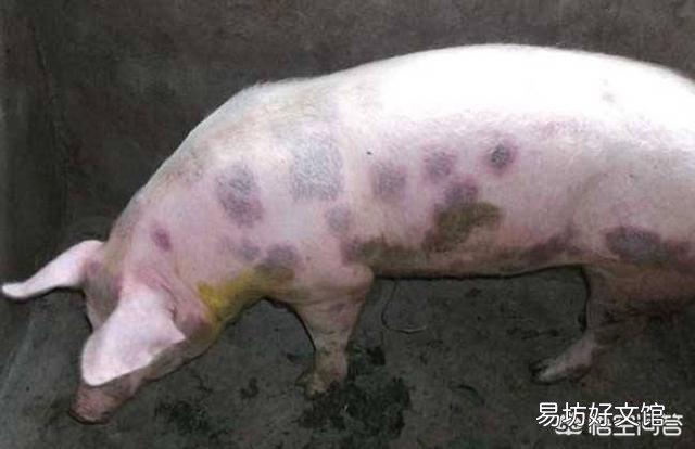 猪丹毒有哪些临床表现?怎样防治?