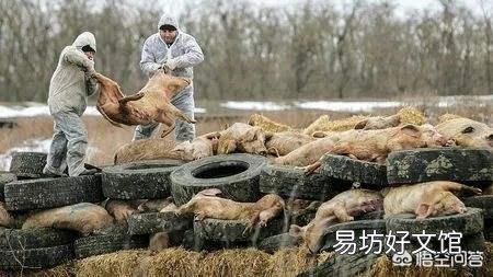 为防控非洲猪瘟,全国16省暂停生猪跨省调运,养殖户该如何应对?