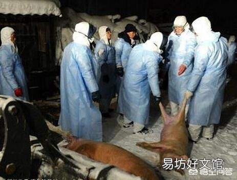 为防控非洲猪瘟,全国16省暂停生猪跨省调运,养殖户该如何应对?