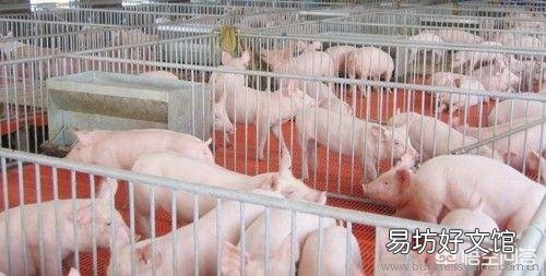为防控非洲猪瘟,全国16省暂停生猪跨省调运,养殖户该如何应对?