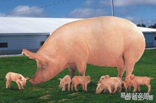 母猪产仔后多少天才可以驱虫呢？有何依据？