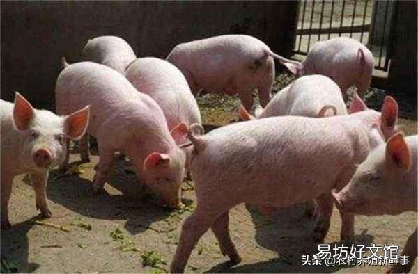 母猪产仔后多少天才可以驱虫呢？有何依据？
