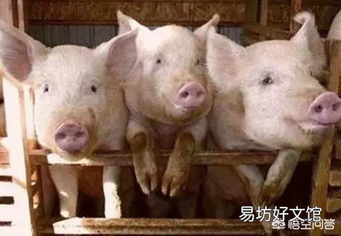 9月猪价的走势如何，是什么原因？