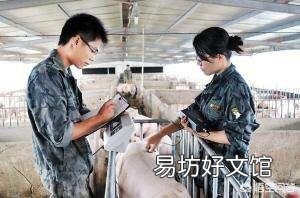 如何提高母猪繁殖的性能？