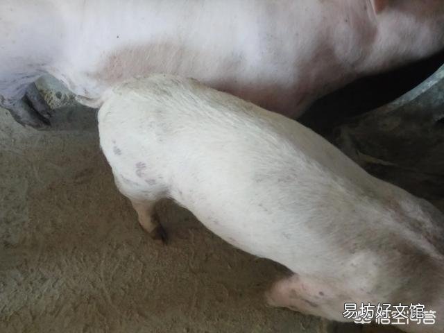 养猪场的猪经常咳嗽怎么办?