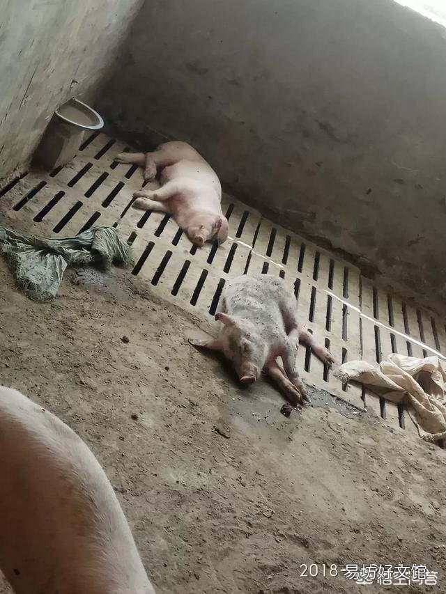 养猪场的猪经常咳嗽怎么办?