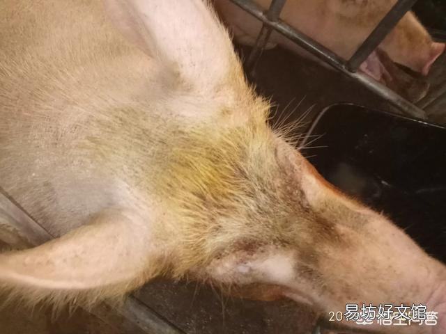 养猪场的猪经常咳嗽怎么办?