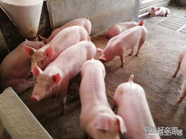 小猪晚上咳嗽是怎么回事？