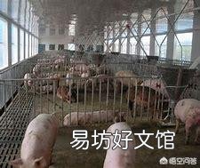 小猪晚上咳嗽是怎么回事？