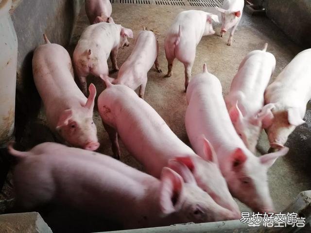 小猪晚上咳嗽是怎么回事？