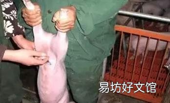 腹腔注射是仔猪脱水最好的补液方法吗?