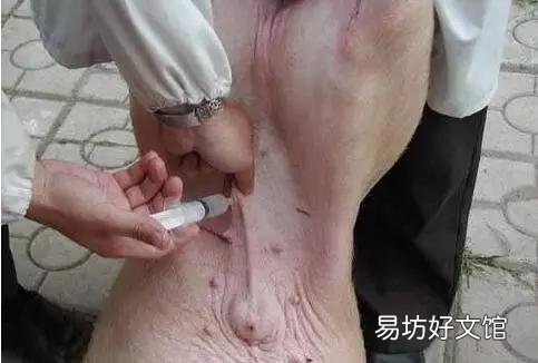 腹腔注射是仔猪脱水最好的补液方法吗?