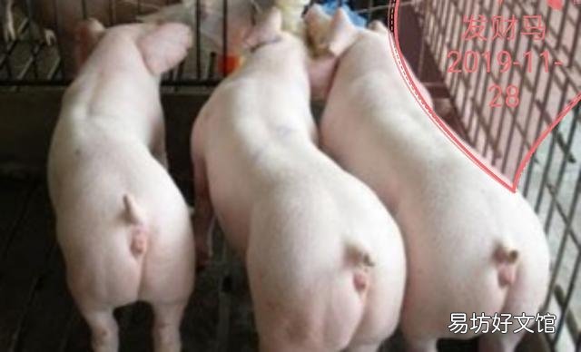 如何判断母猪是否怀孕,都哪些方法判断?