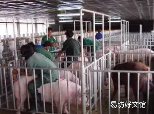 如何判断母猪是否怀孕,都哪些方法判断?
