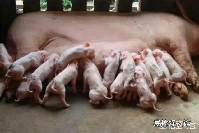 产房仔猪频频腹泻,可能是什么原因造成的?