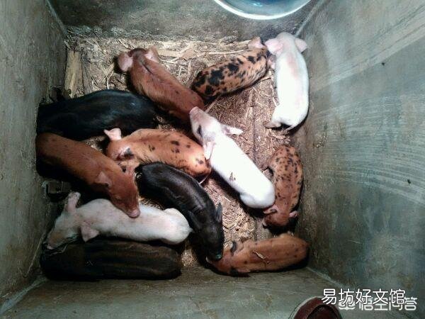 产房仔猪频频腹泻,可能是什么原因造成的?