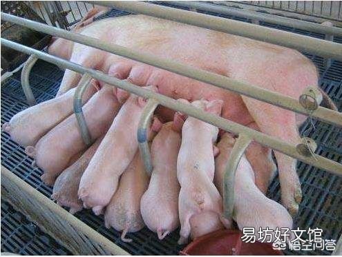 母猪到了分娩时间不下仔,该怎么办?