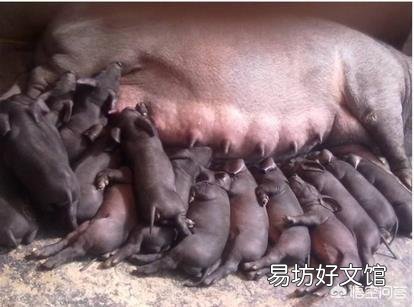 母猪到了分娩时间不下仔,该怎么办?