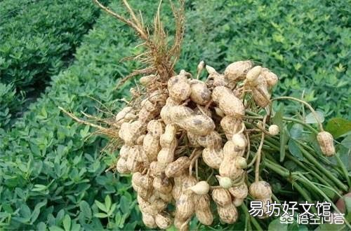 花生播种前如何准备产量高?