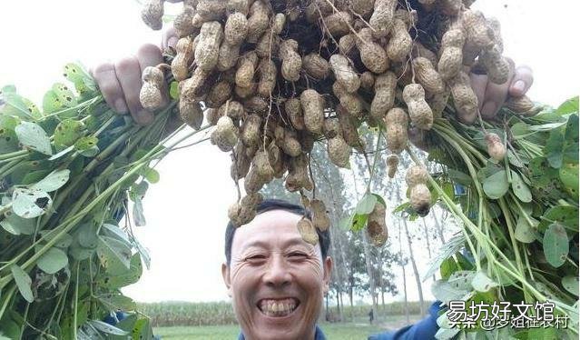 花生播种前如何准备产量高?
