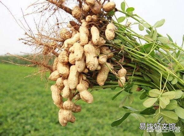 花生播种前如何准备产量高?