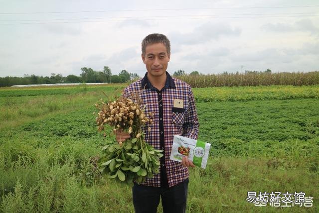 花生播种前如何准备产量高?