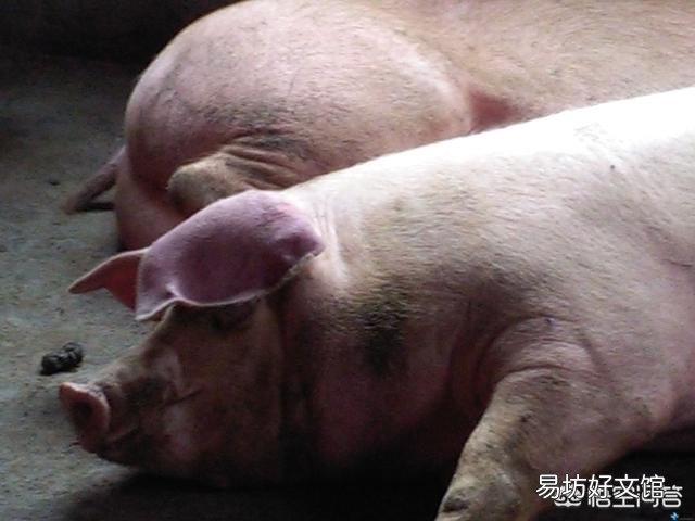 为什么猪老是发烧?
