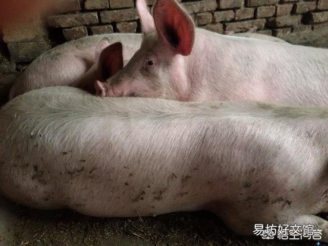 为什么猪老是发烧?