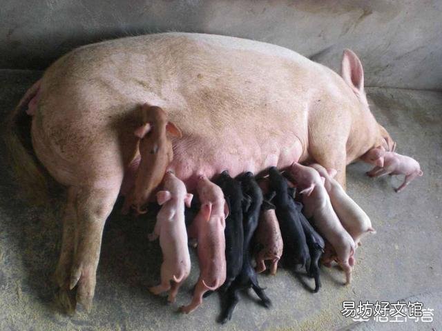 判断母猪是否缺钙的方法和解决方法有哪些?