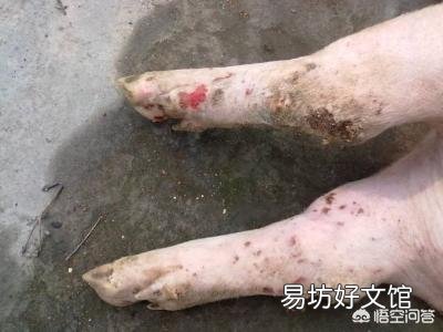 猪口蹄疫症状怎么治疗?