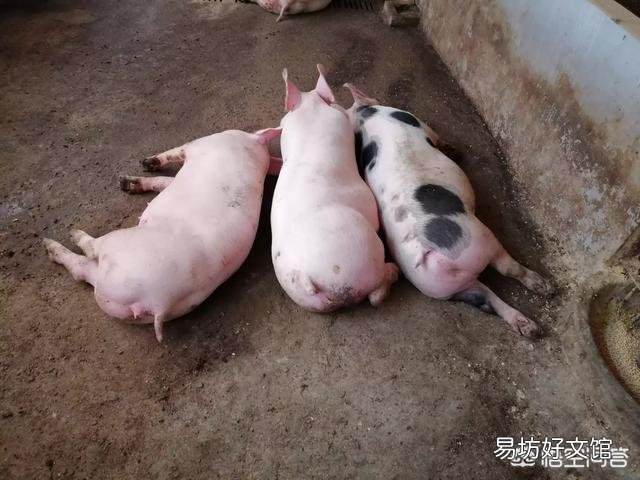 家养的后备母猪八个月还不发情，该怎么办？