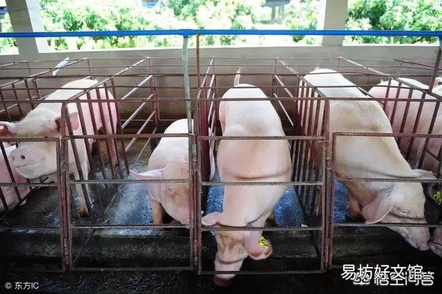 家养的后备母猪八个月还不发情，该怎么办？