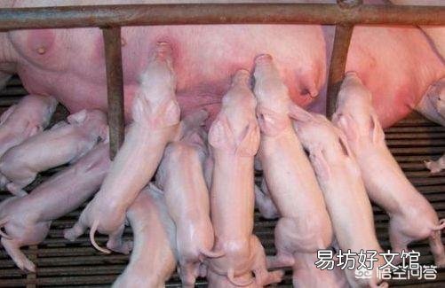 养二十头母猪需投资多少钱？