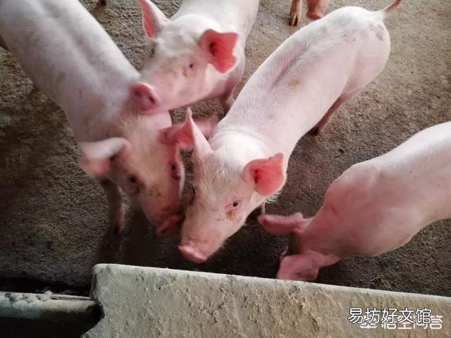 养二十头母猪需投资多少钱？