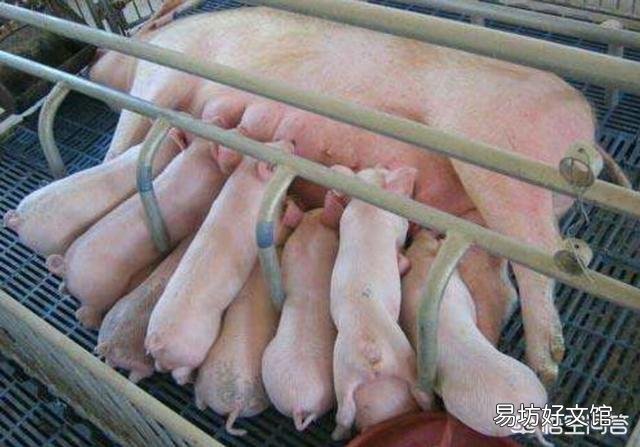 养二十头母猪需投资多少钱？