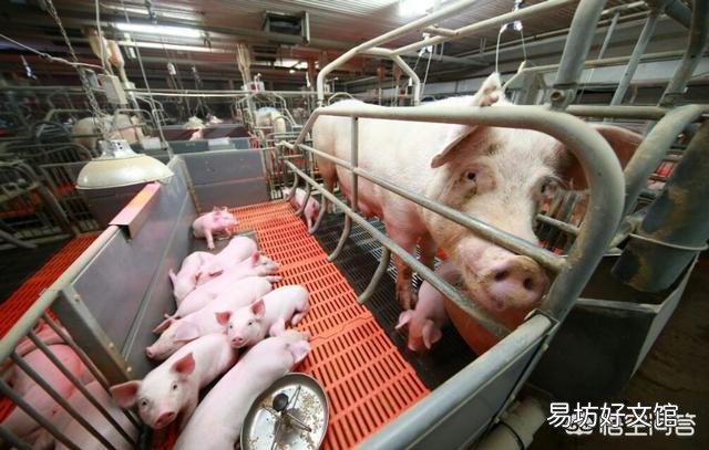 养二十头母猪需投资多少钱？