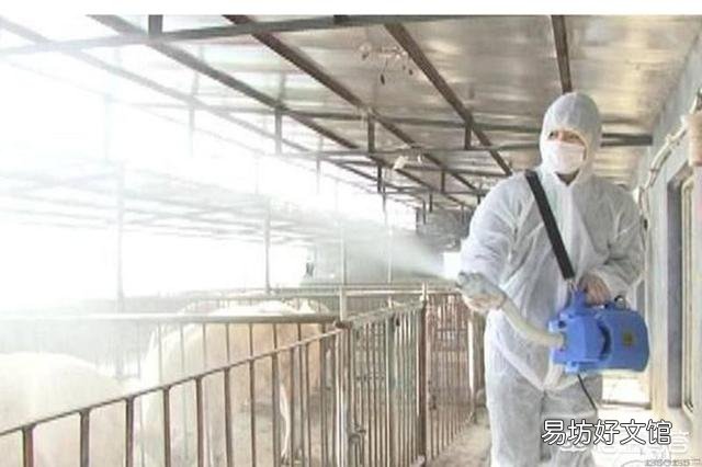 价格上扬,疫情频出,如何保障大猪顺利的提早出栏?
