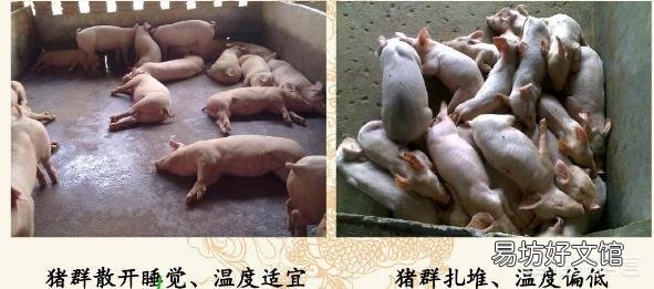 价格上扬,疫情频出,如何保障大猪顺利的提早出栏?