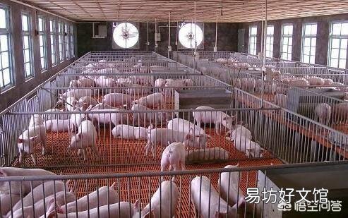 价格上扬,疫情频出,如何保障大猪顺利的提早出栏?