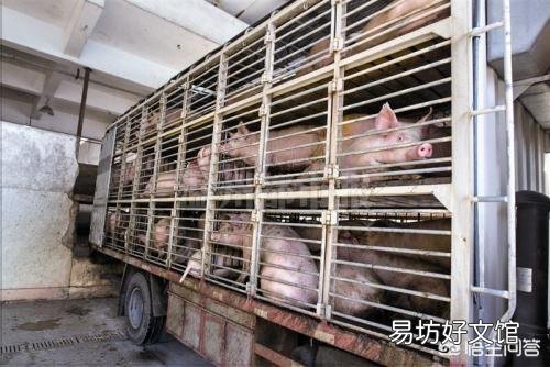 猪感染口蹄疫有哪些症状?如何防治?