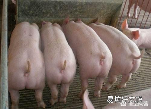 猪感染口蹄疫有哪些症状?如何防治?