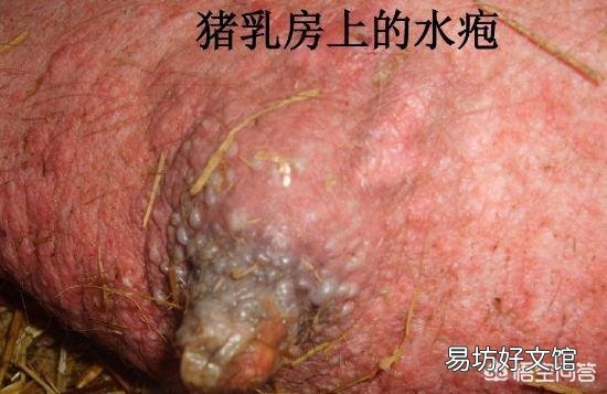猪感染口蹄疫有哪些症状?如何防治?