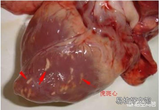 猪感染口蹄疫有哪些症状?如何防治?