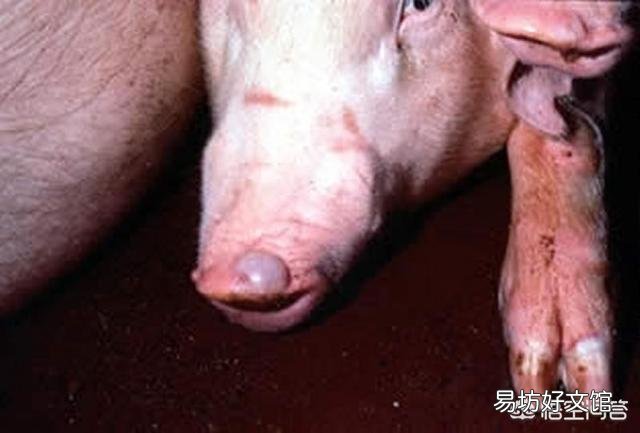 猪感染口蹄疫有哪些症状?如何防治?