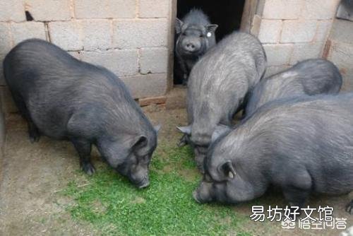 8月份的生猪还能涨价吗?